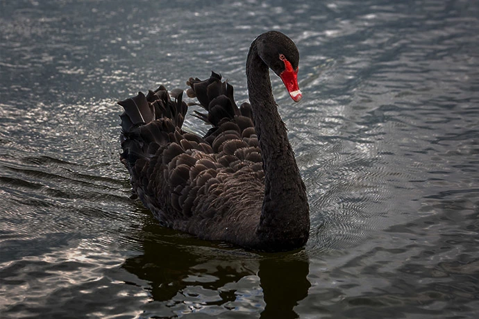 The cover picture of the next content