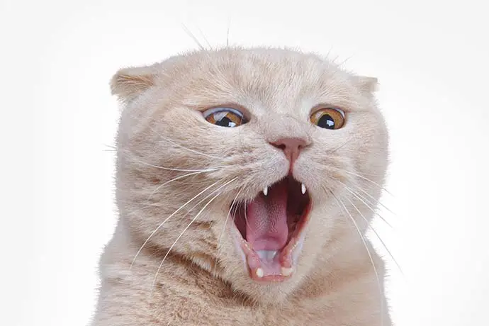 The cover picture of the next content