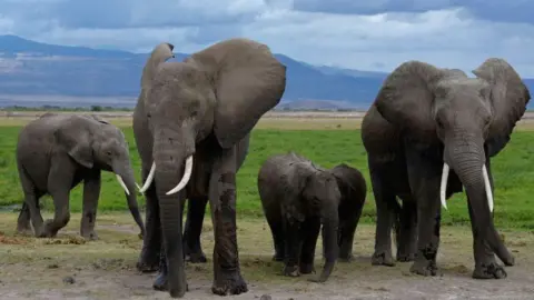 De Agostini Editorial / Getty Images A family of elephants walking together in Amboseli National Park - 2018