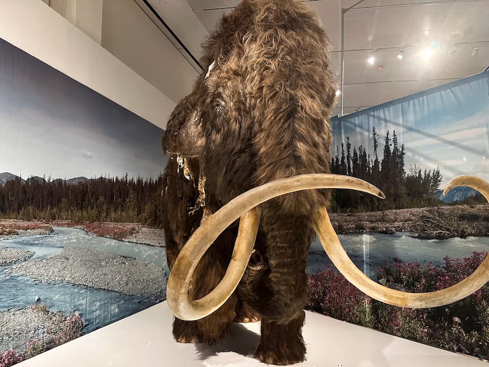 A life-size replica of a woolly mammoth on display at the American Museum of Natural History's new exhibition "The Secret World of Elephants" in Manhattan