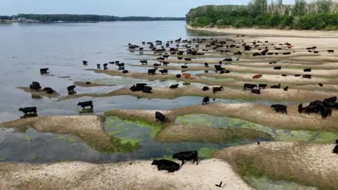 Inquam Photos/Ovidiu Micsik/Reuters Cattle sit on sand dunes visible after Danube river's level fell substantially, near Calarasi, Romania, July 18, 2026