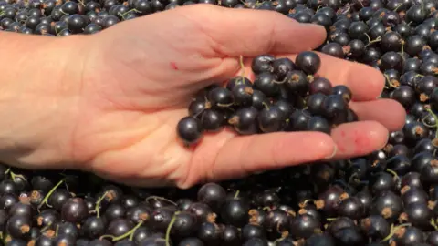 A hand holding blackcurrants with green stalks above a pile of blackcurrants.