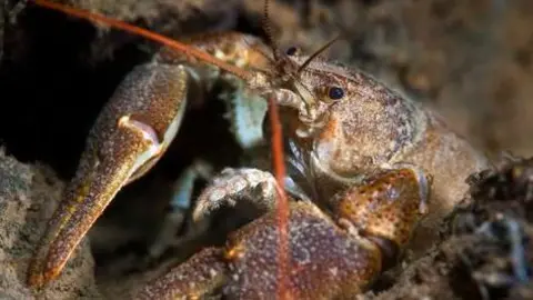 The Wildlife Trusts Close up of the front portion of a white-clawed crayfish. The crustacean is brown, mottled with white and has two red antenna.