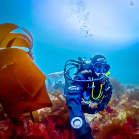 BBC Woman scientific diver exploring a Cornish maerl bed surrounded by other seaweeds stretching up around her.