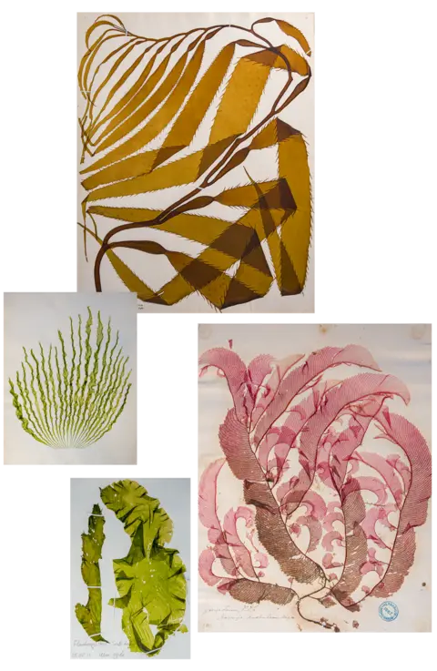 Colourful pressings of different seaweeds pulled from the Natural History Museum's collection and photographed.