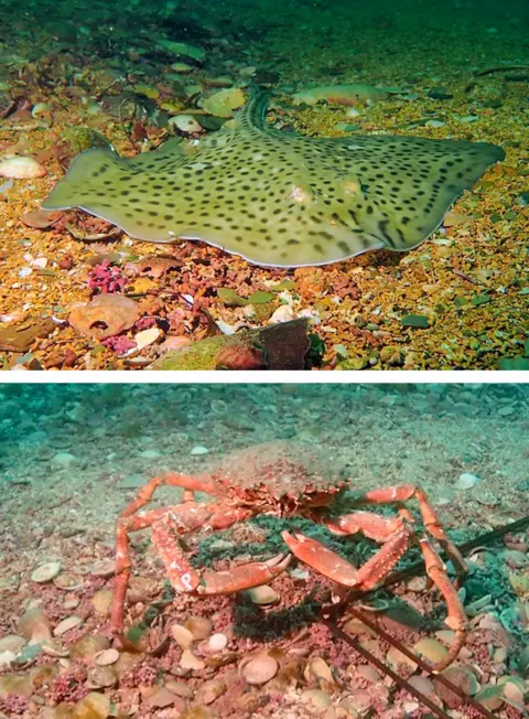 Natural England Two images on top of each other, showing a spotted skate on maerl and a Spider crab