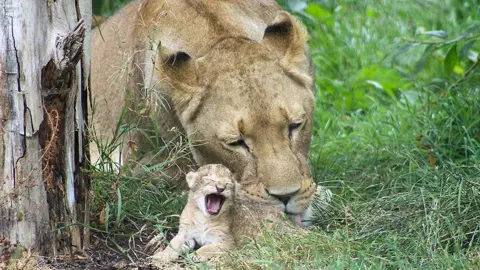 Simon Couchman An African lion, with no mane, licking a cub that has its mouth wide open. They are pictured lying on the grass, leaning up against the trunk of a tree.