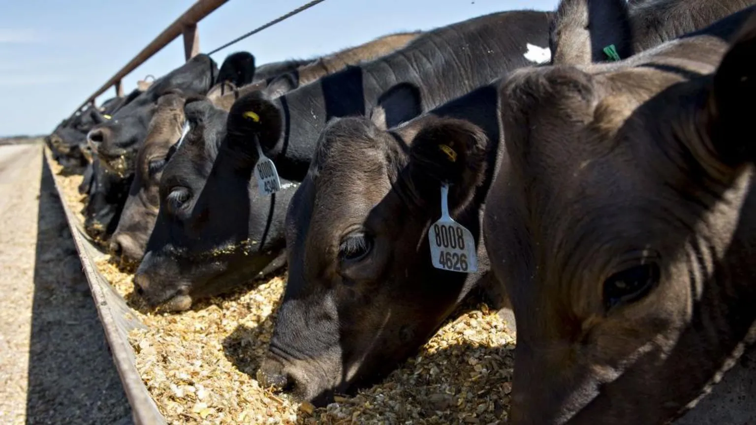 AFP via Getty Images Cattle eating at a feedlot in Texas